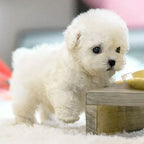 White interactive plush puppy beside a small table