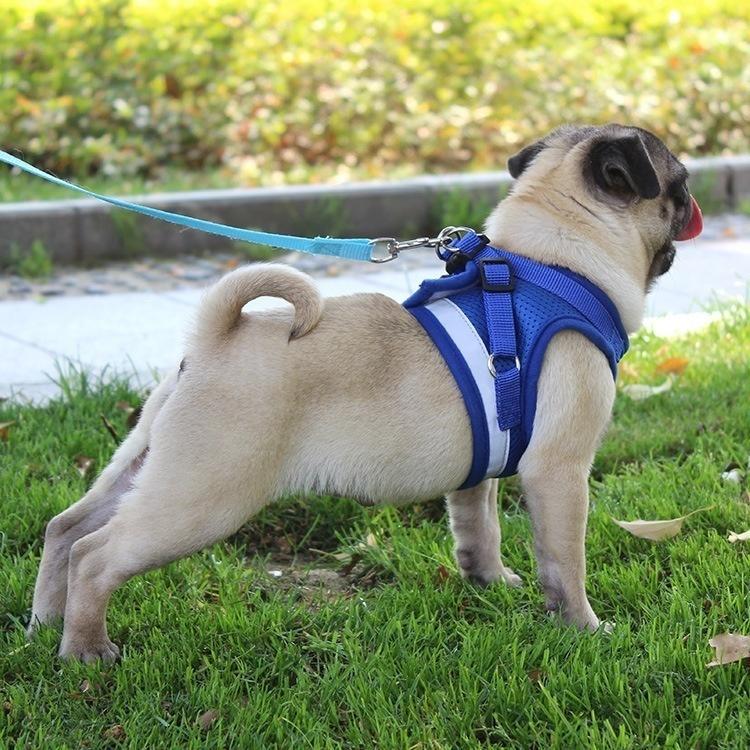 Cat wearing a reflective harness and lead outdoors