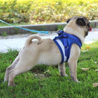 Cat wearing a reflective harness and lead outdoors